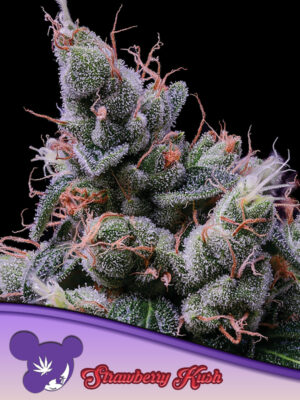 Strawberry Kush - Leaf and Soul Samen