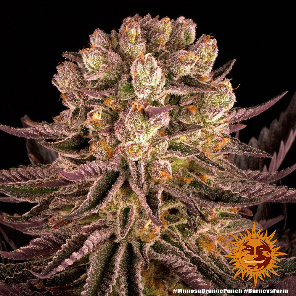 Mimosa x Orange Punch - Leaf and Soul Samen