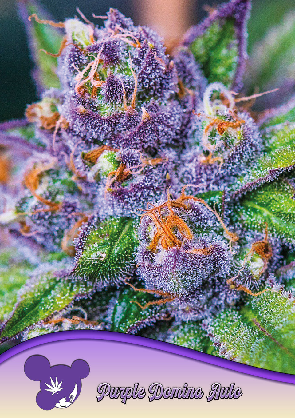 Purple Domina Auto - Leaf and Soul Samen