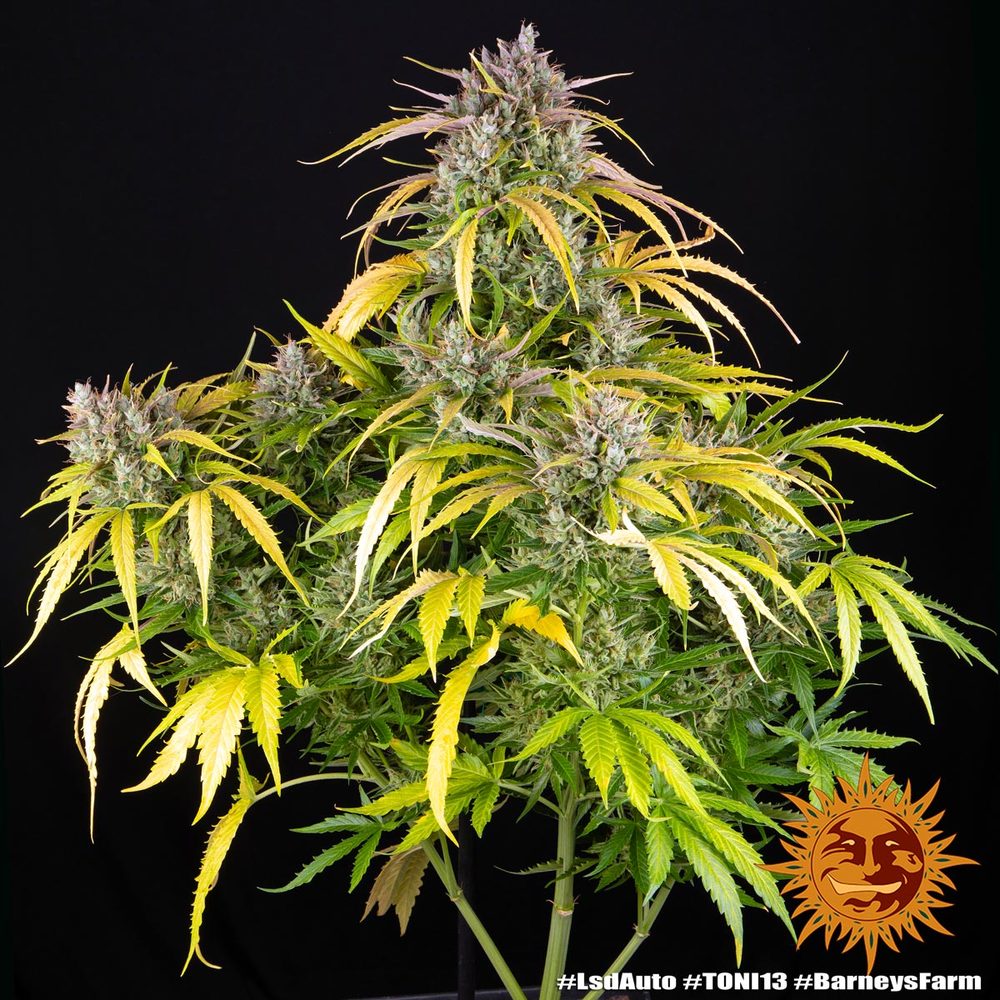 LSD Auto - Leaf and Soul Samen