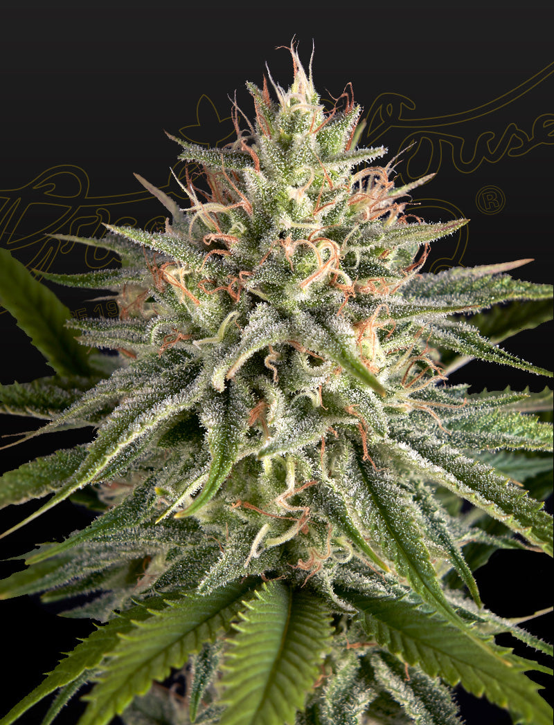 Hawaiian Snow x Sour Banana - Leaf and Soul Samen