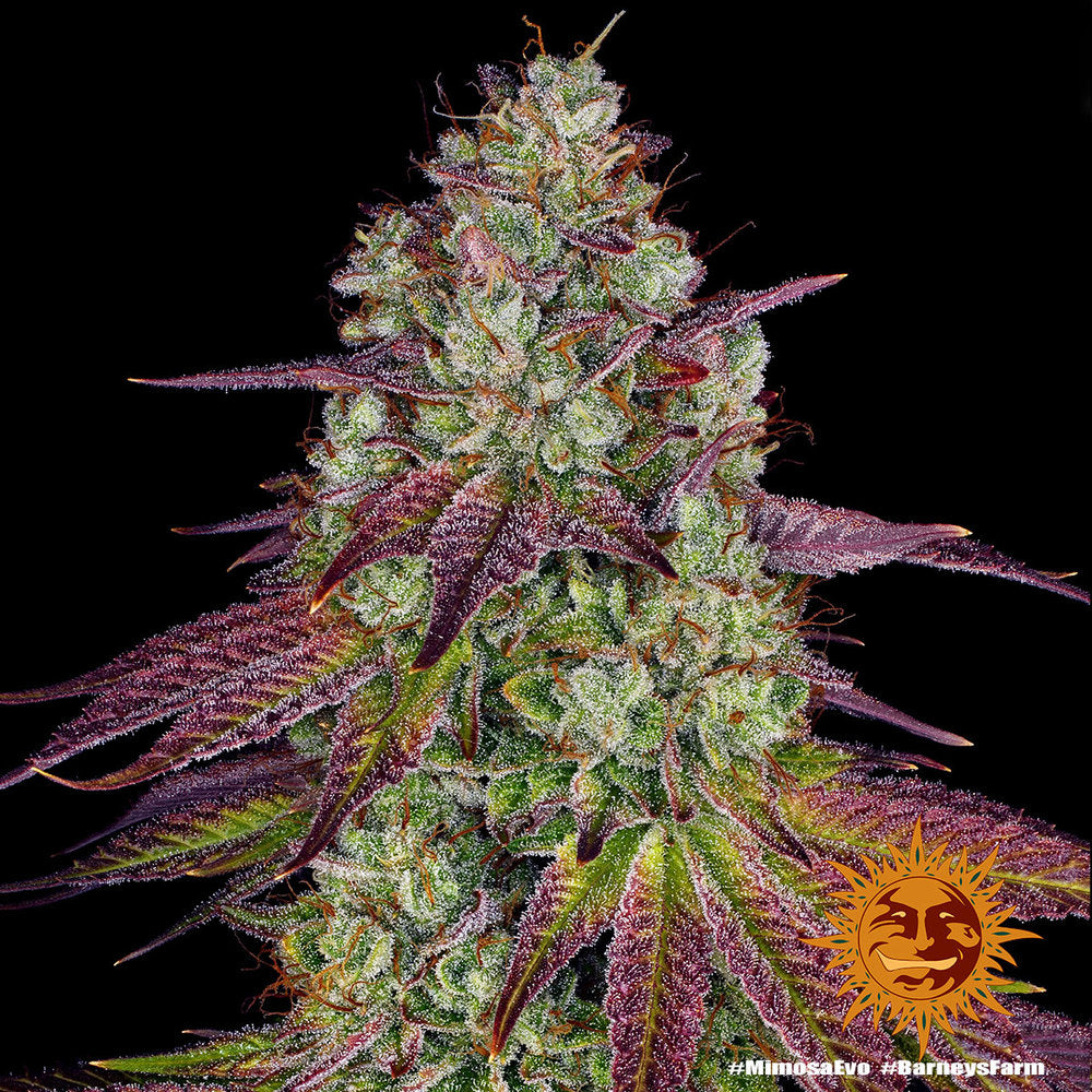 Mimosa EVO - Leaf and Soul Samen