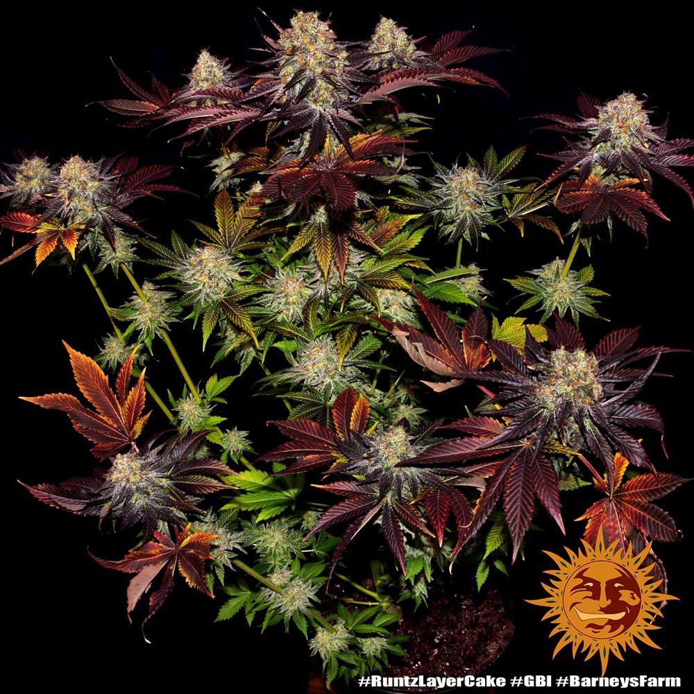 Runtz x Layer Cake - Leaf and Soul Samen