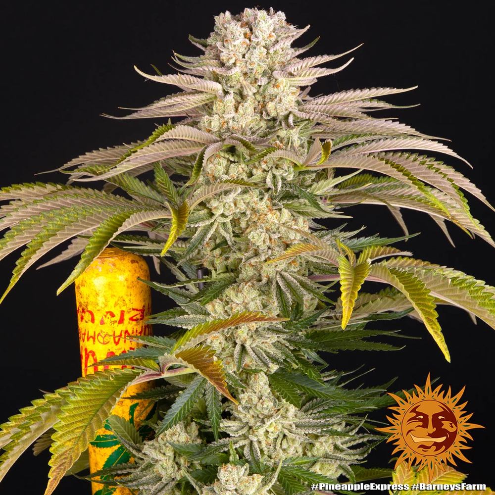Pineapple Express - Leaf and Soul Samen