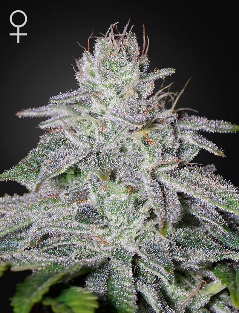 Franco's Lemon Cheese (Feminisiert) - Leaf and Soul Samen