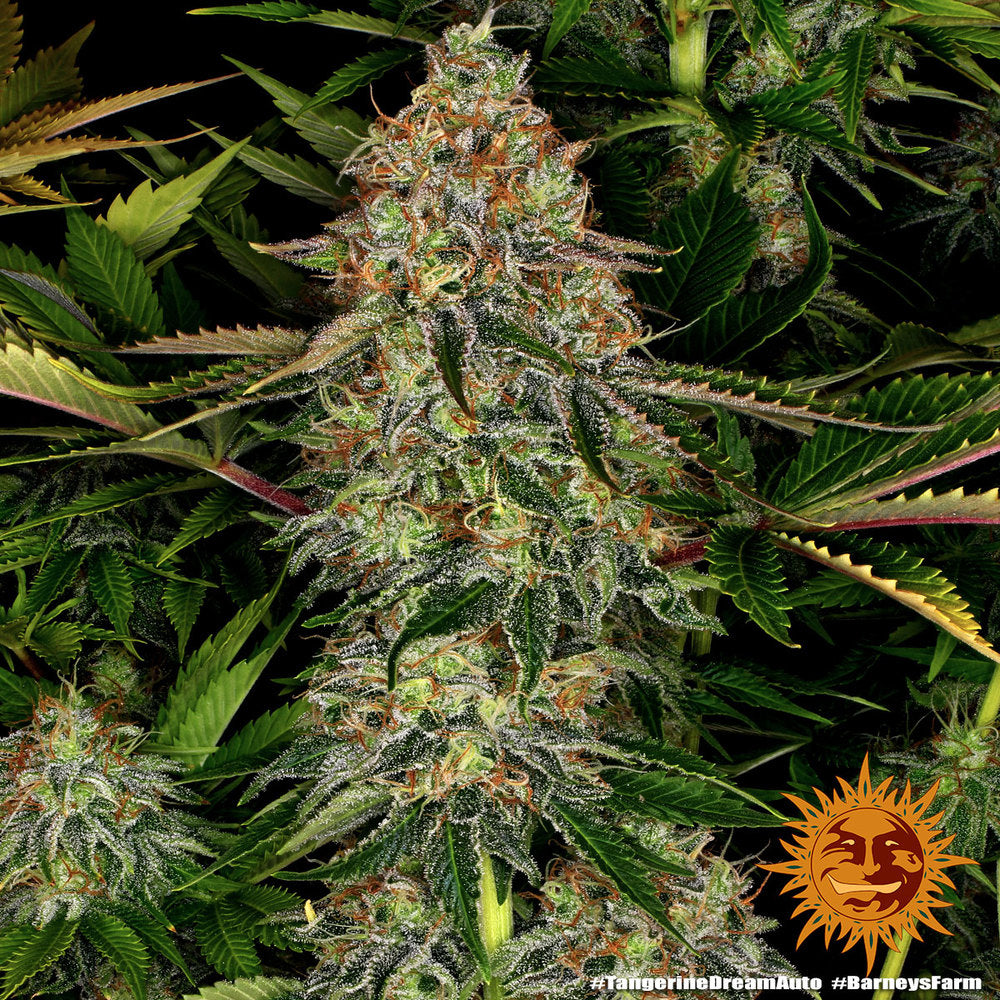 Tangerine Dream Auto - Leaf and Soul Samen