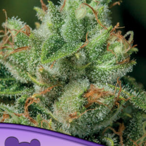 Afghanica