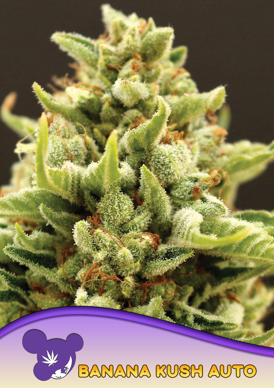 Banana Kush Auto - Bild 3 von 3