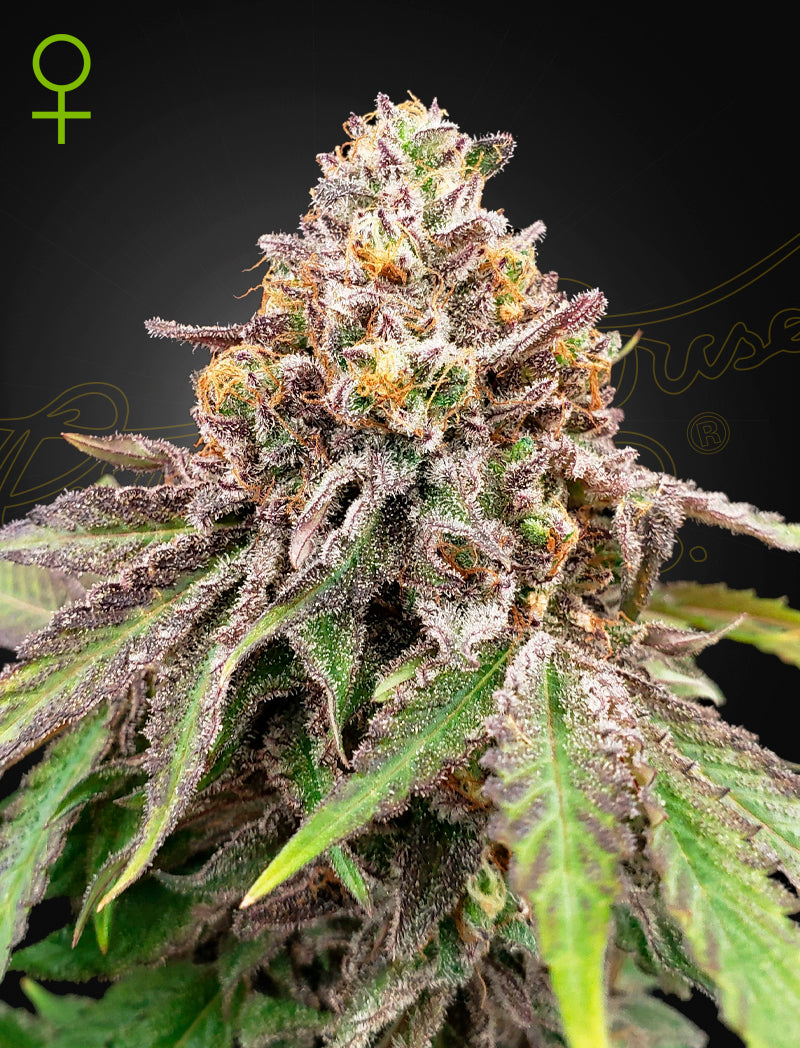 West Coast OG x Gelato Auto 41 - Cannabis-Samen von Greenhouse Seeds