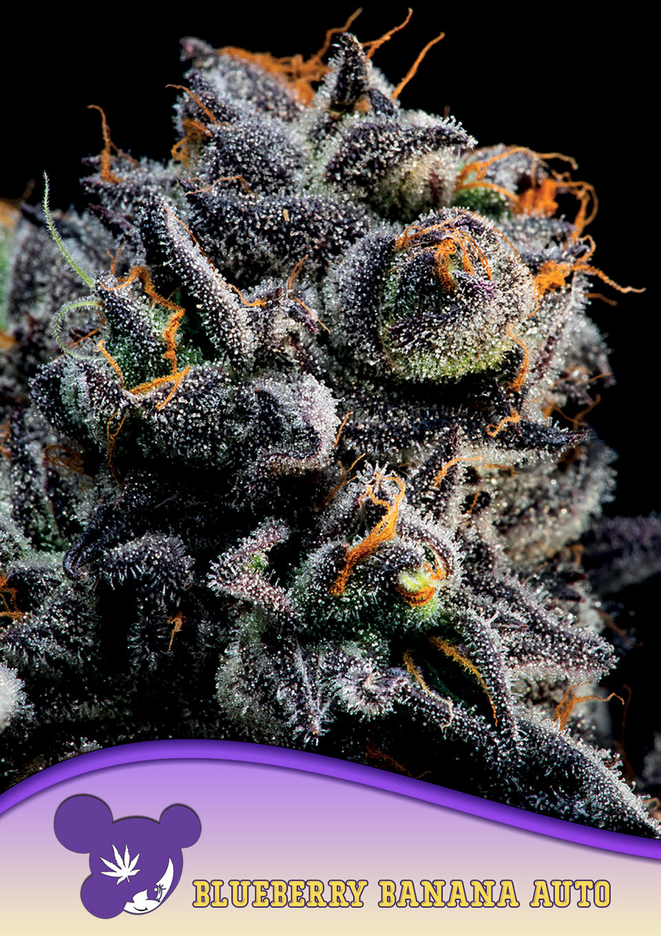 Auto Blueberry Banana - Bild 3 von 3