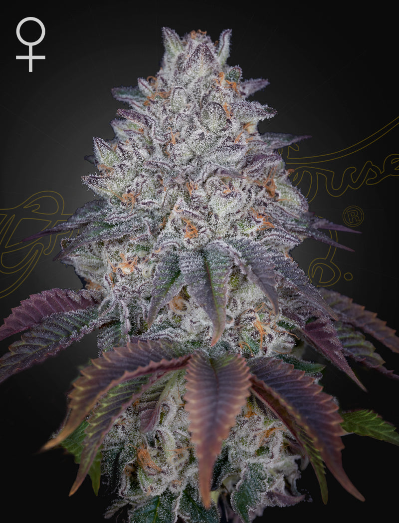 King�?Ts Tart - Cannabis-Samen von Greenhouse Seeds