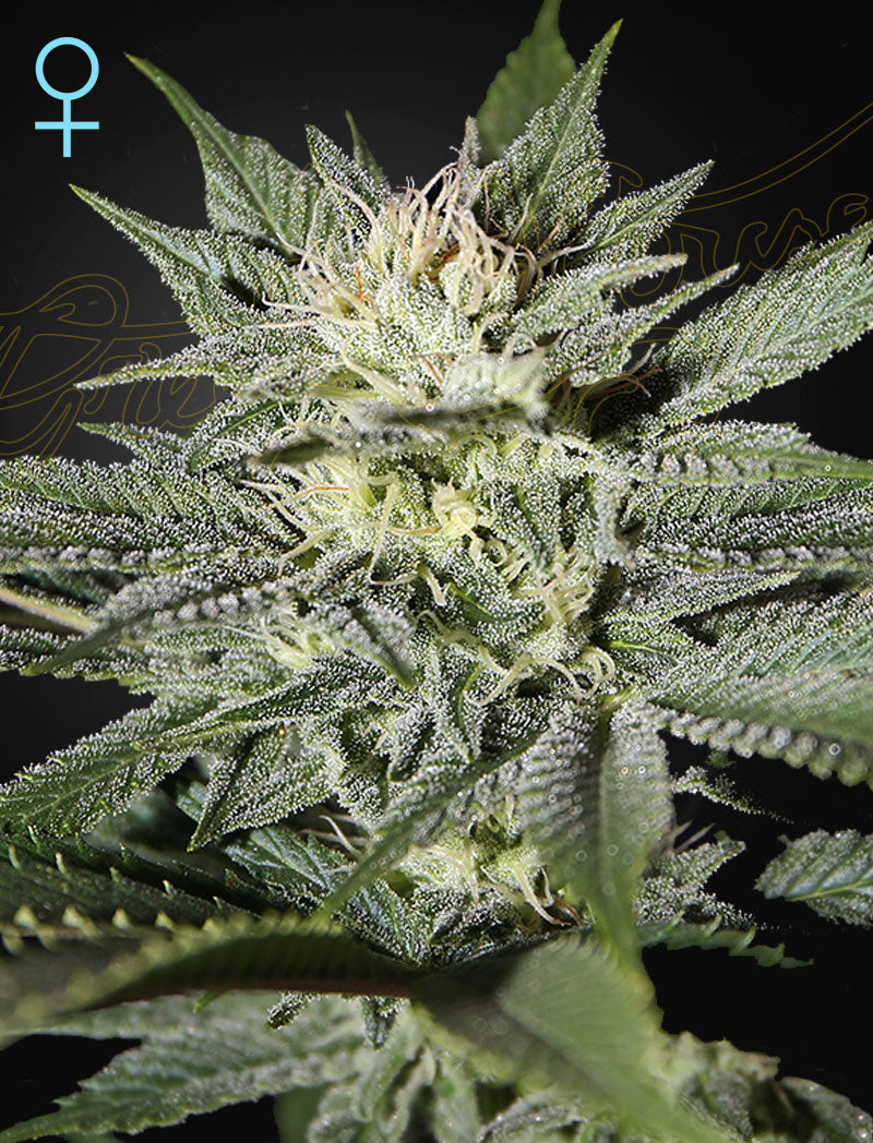 King�?Ts Kush CBD (Feminisiert) - Cannabis-Samen von Greenhouse Seeds