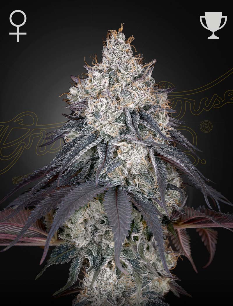 Lemon Orange - Cannabis-Samen von Greenhouse Seeds
