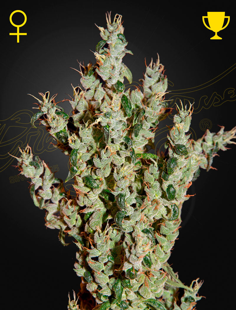 NL5 Haze Mist (Feminisiert) - Cannabis-Samen von Greenhouse Seeds