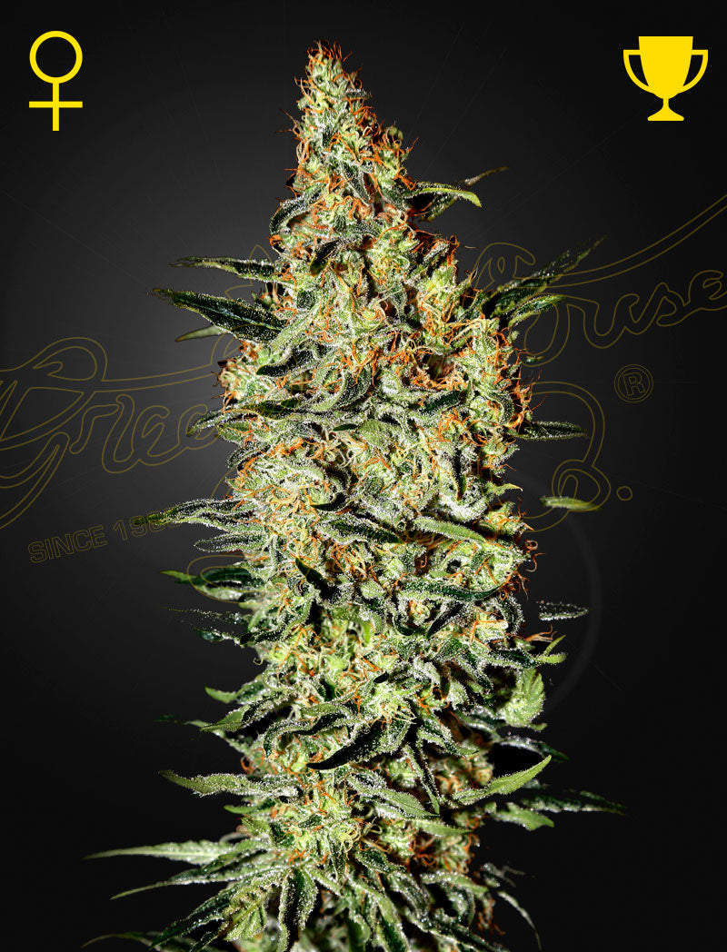 Neville's Haze (Feminisiert) - Cannabis-Samen von Greenhouse Seeds