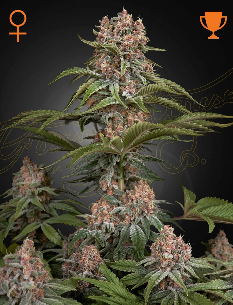 Pure Kush (Feminisiert) - Cannabis-Samen von Greenhouse Seeds