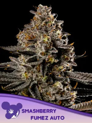 Smashberry Fumez Auto Cannabis Samen | Leaf and Soul