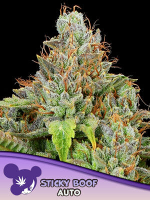 Sticky Boof Auto Cannabis Samen | Leaf and Soul