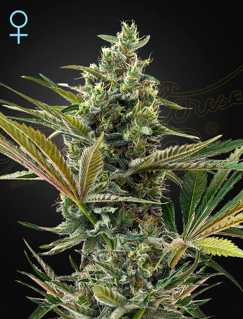 Super Lemon Haze Auto CBD (Feminisiert) - Cannabis-Samen von Greenhouse Seeds