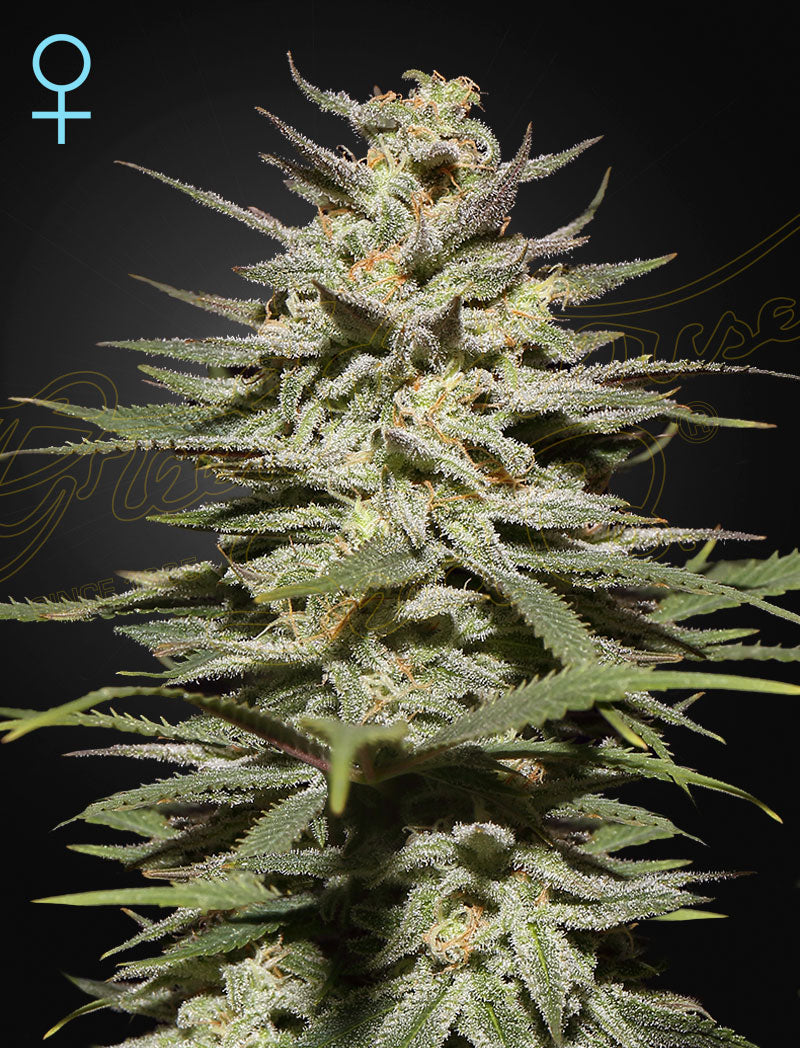 Super Lemon Haze CBD (Feminisiert) - Cannabis-Samen von Greenhouse Seeds