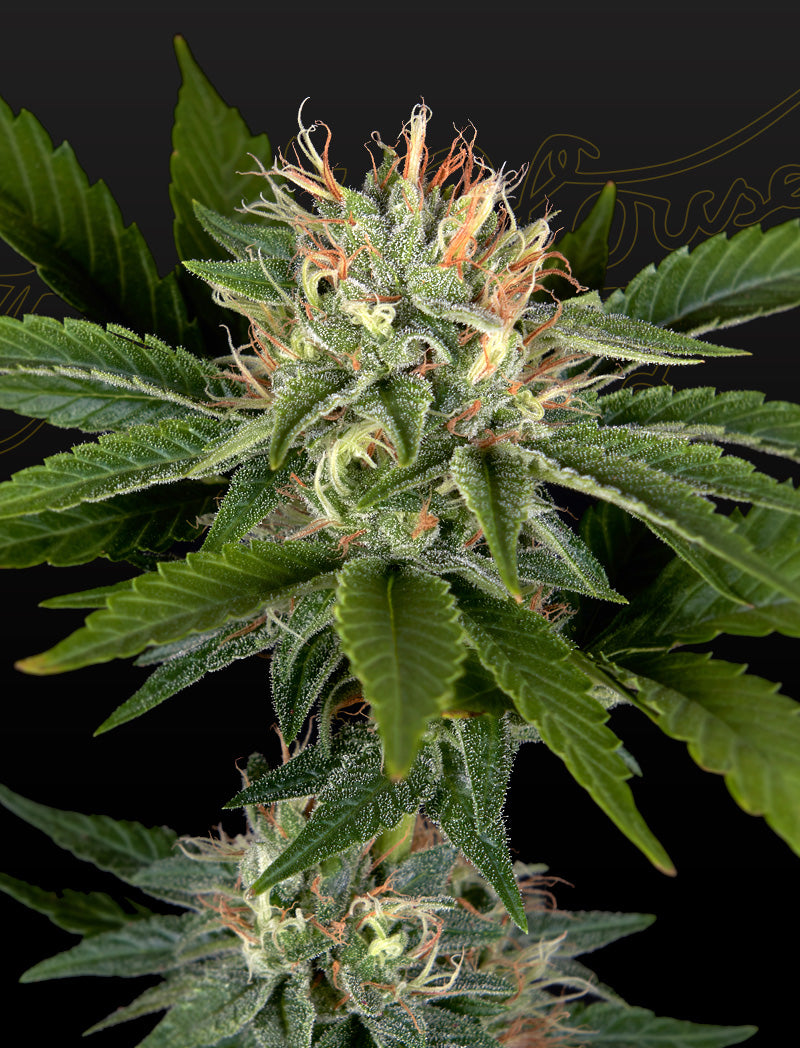 Sweet Valley Kush x California Black Rozé - Cannabis-Samen von Greenhouse Seeds