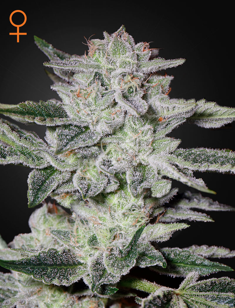 Sweet Valley Kush (Feminisiert) - Cannabis-Samen von Greenhouse Seeds