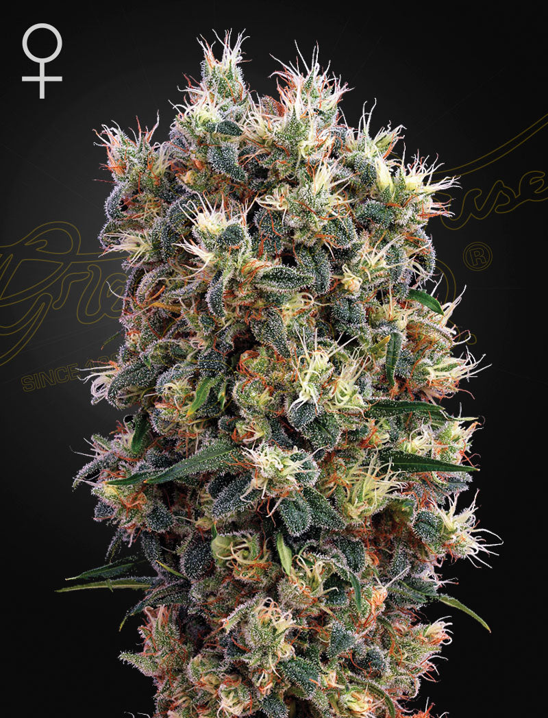 The Church (Feminisiert) - Cannabis-Samen von Greenhouse Seeds