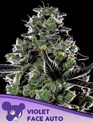 Violet Face Auto Cannabis Samen | Leaf and Soul