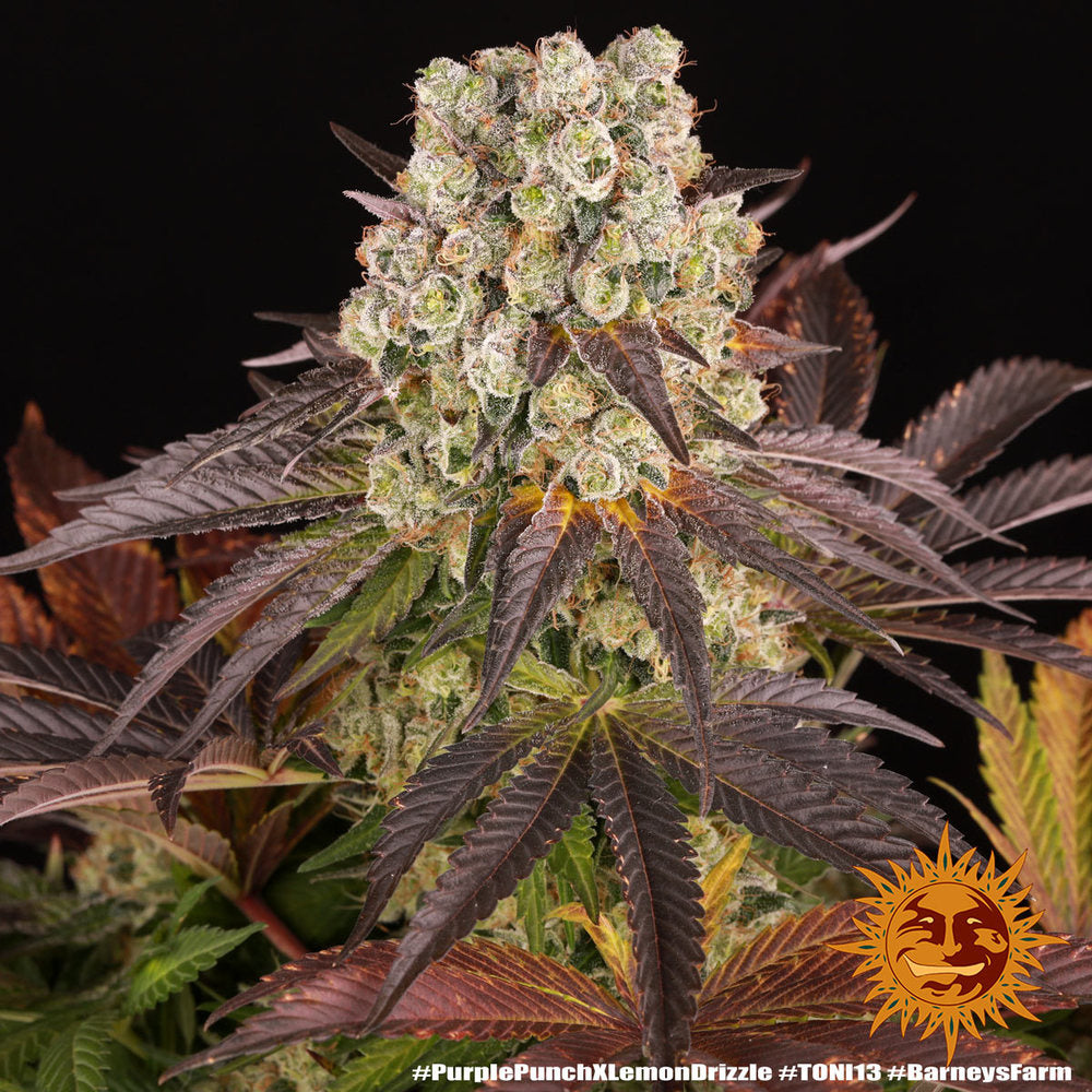 Purple Punch x Lemon Drizzle - Leaf and Soul Samen