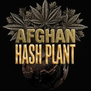 Afghan Hash Plant - Regular