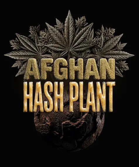 Afghan Hash Plant - Regular - Bild 2 von 5