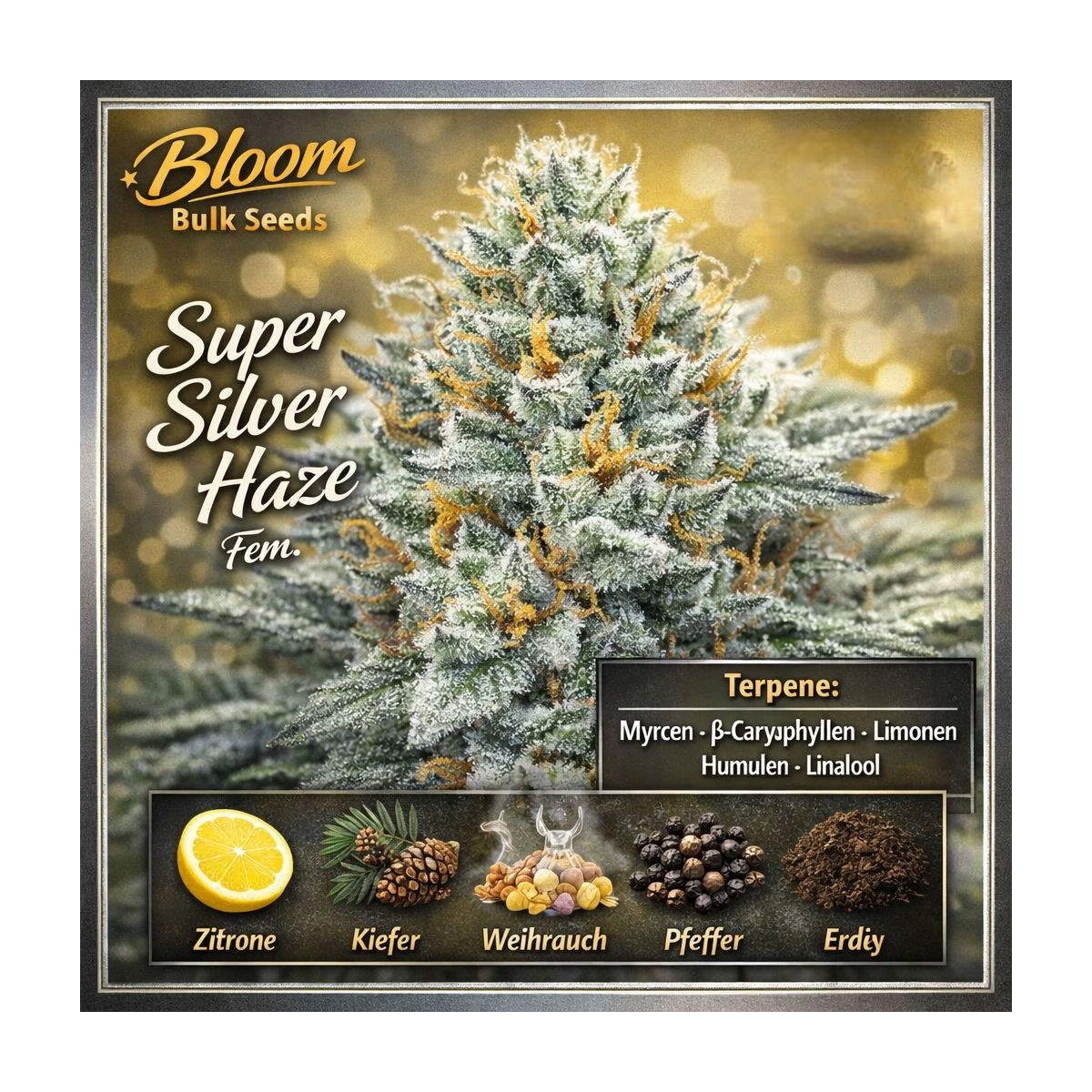 Super Silver Haze