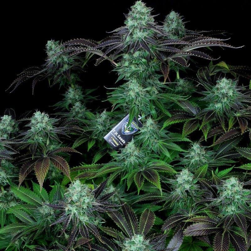 Darkstar (regular) - Bild 6 von 6