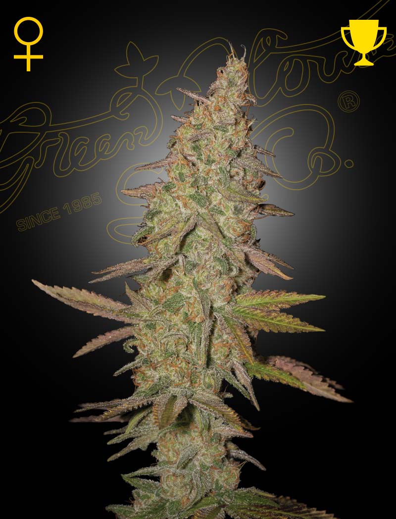 Arjan's Ultra Haze 1 (Feminisiert) - Leaf and Soul Samen