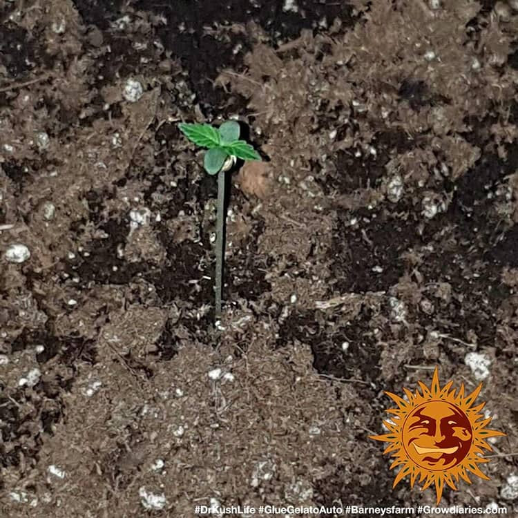 Afghan Hash Plant Auto - Bild 7 von 7