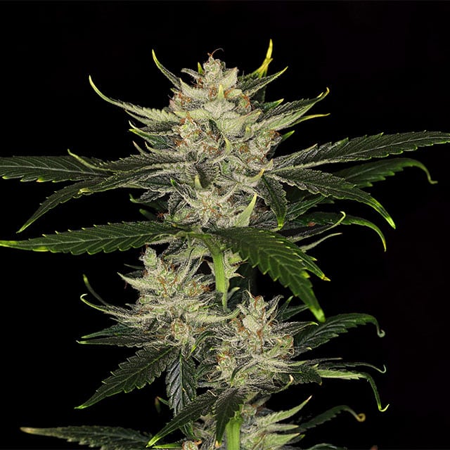 Gorilla King Auto - Bild 2 von 2