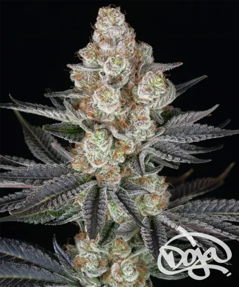 Papaya Frosting - Cannabis-Samen von Barney's Farm