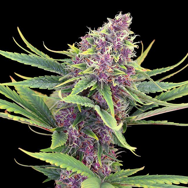 Purple Kush - Bild 2 von 2