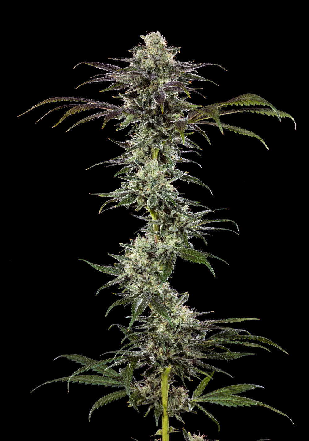 RS11 Cannabis Samen kaufen bei Leaf & Soul