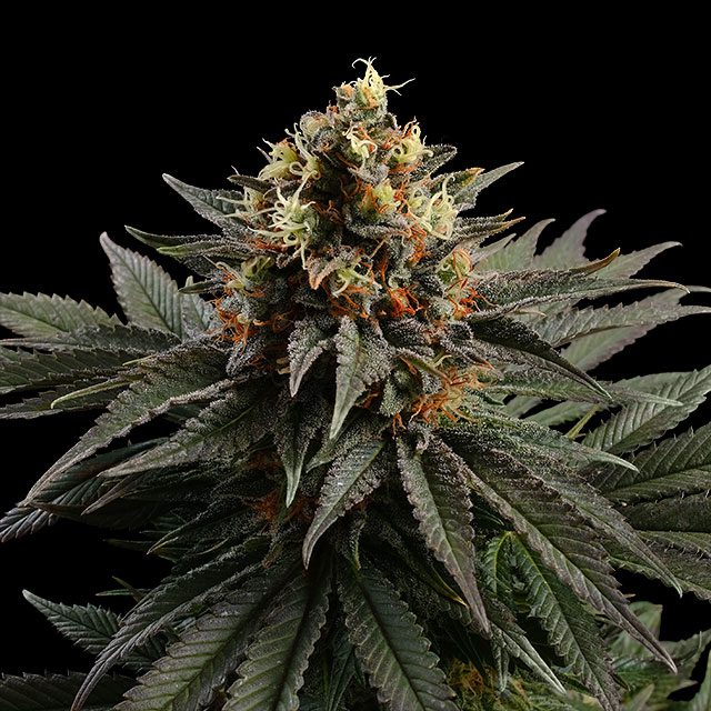Sativa Dream - Bild 2 von 2
