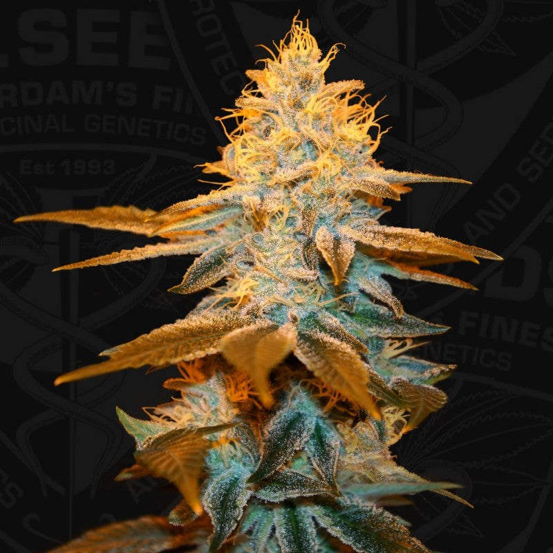 Strawberry Glue - Bild 6 von 6