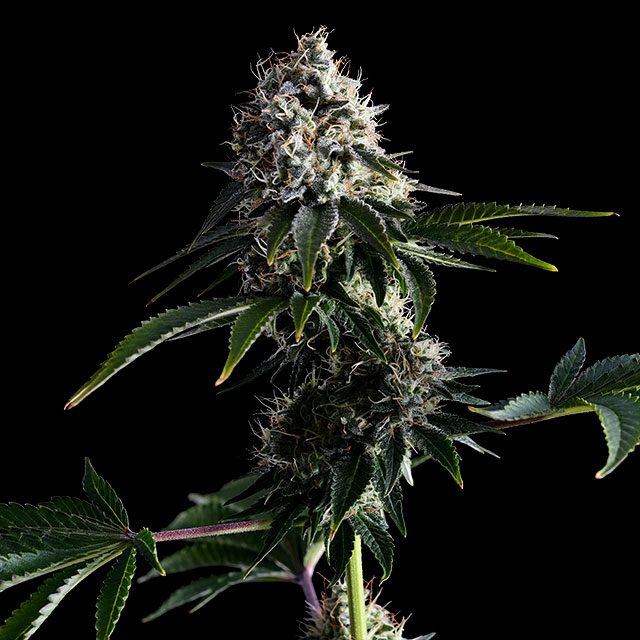 Swiss Dream Cbd - Bild 2 von 2