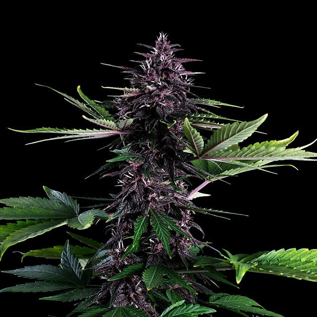 Swiss Dream Rosé Auto Cbd - Bild 2 von 2