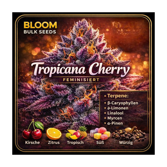 Tropicana Cherry