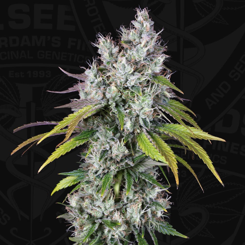 Underdawg - THSeeds Samen
