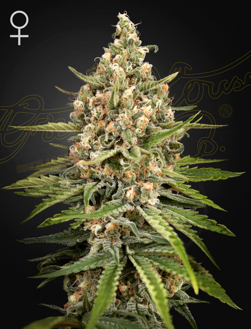 Bubba Slush - Leaf and Soul Samen