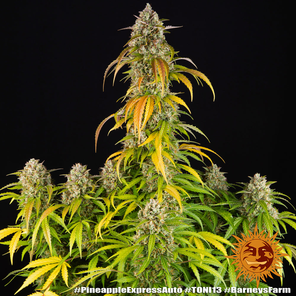 Pineapple Express Auto - Leaf and Soul Samen