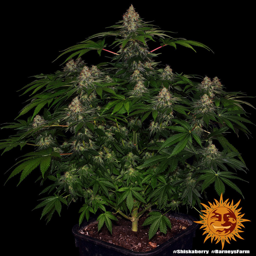 Shiskaberry - Leaf and Soul Samen