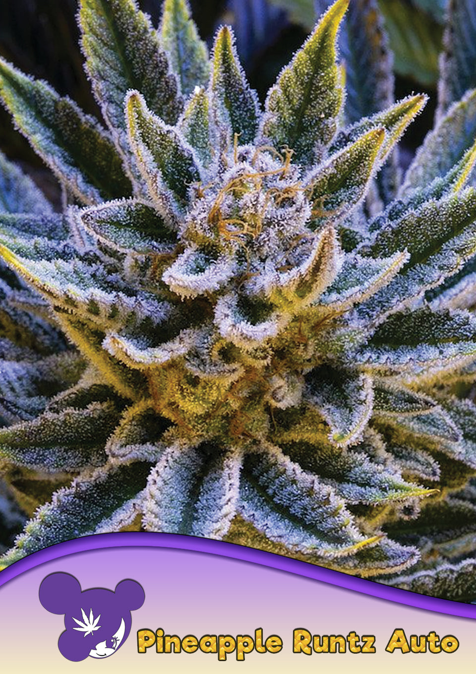 Pineapple Runtz Auto - Leaf and Soul Samen