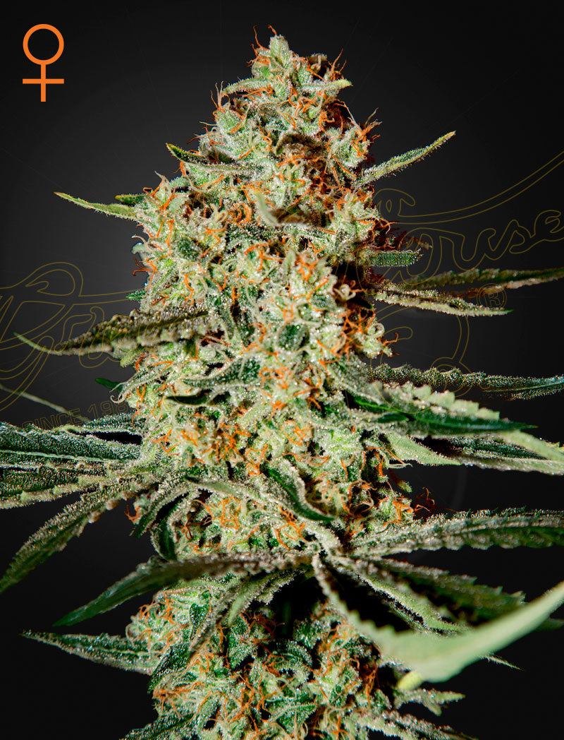 Himalaya Gold (Feminisiert) - Leaf and Soul Samen